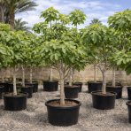 Figovník obyčajný (Ficus carica) ´BROWN TURKEY´ - výška 180-200 cm, obvod kmeňa 18/20 cm (-20°C)